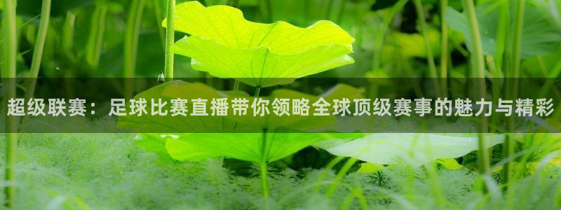 xcsports网页版入口